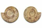 Cut & Polished Jurassic Ammonite (Perisphinctes) Fossil #336419-1